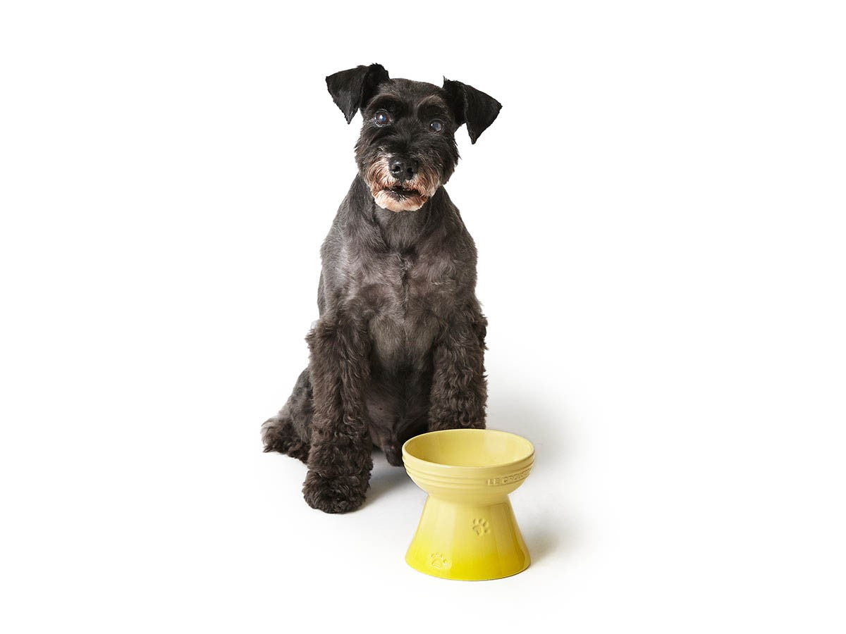 HIGH STAND PET BOWL