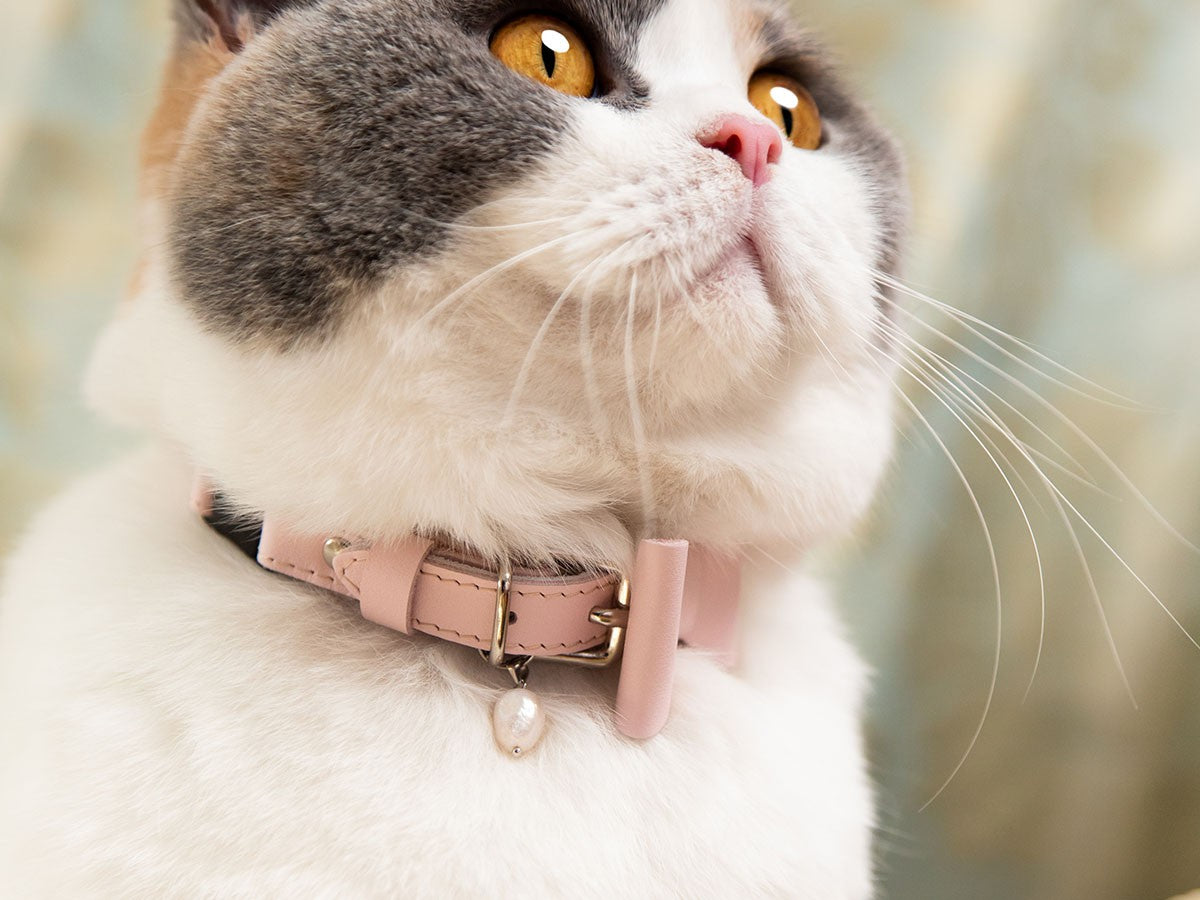 CAT COLLAR ROCOCO_3