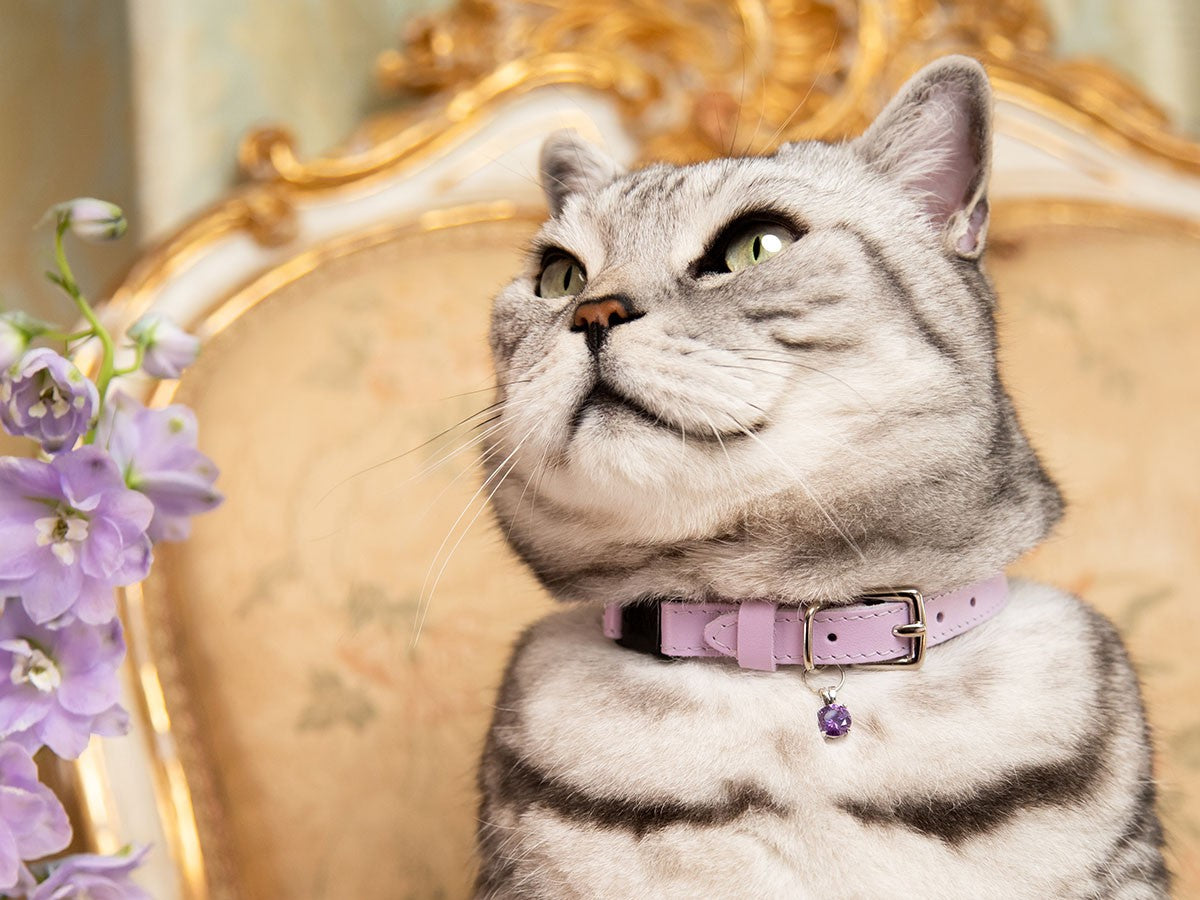 CAT COLLAR ROCOCO