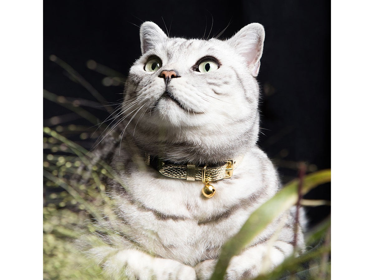 CAT COLLAR CAVIAR_5