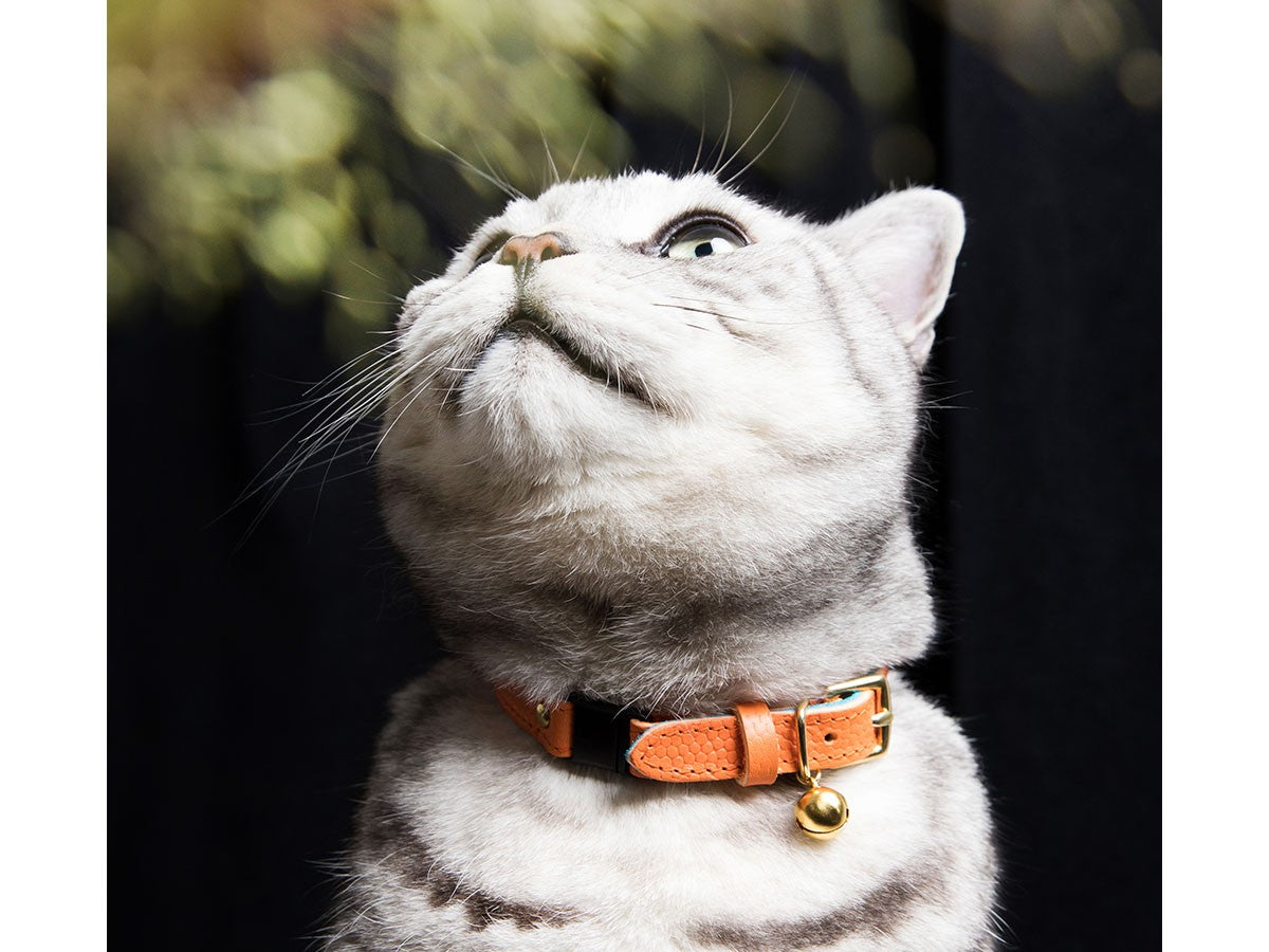 CAT COLLAR CAVIAR_3