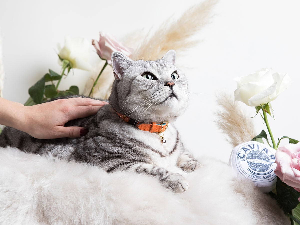 CAT COLLAR CAVIAR