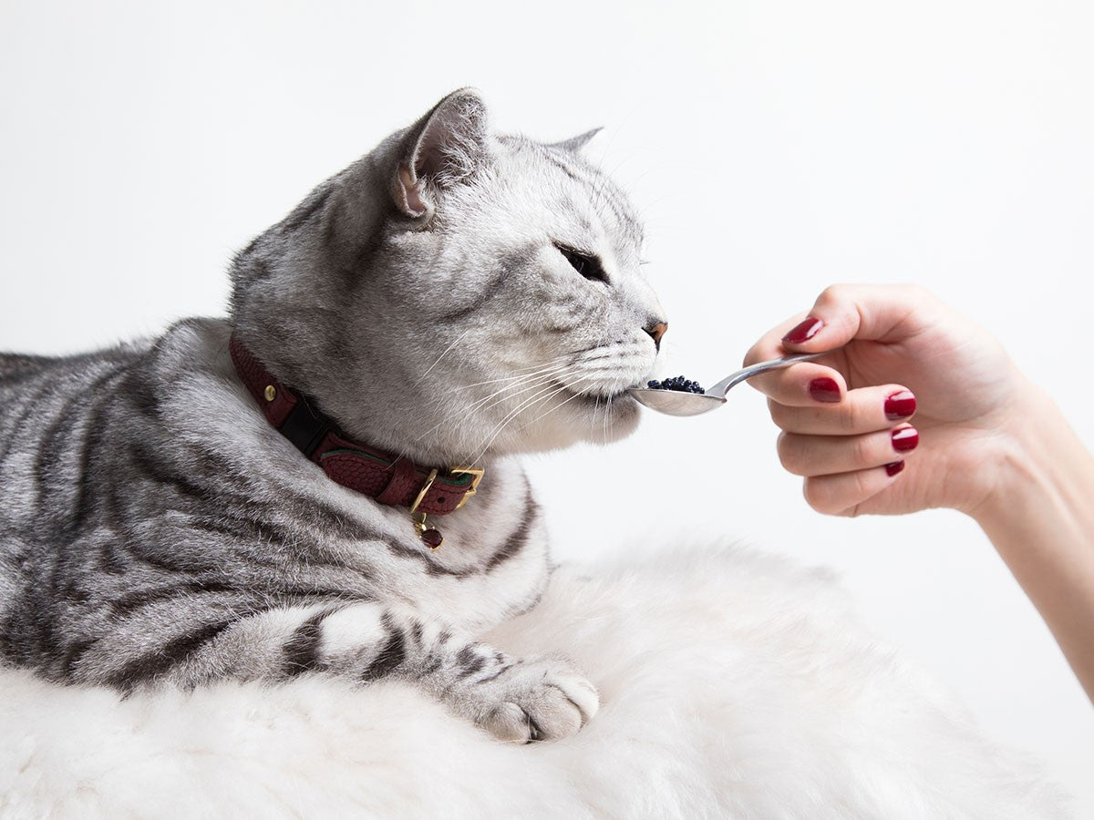 CAT COLLAR CAVIAR