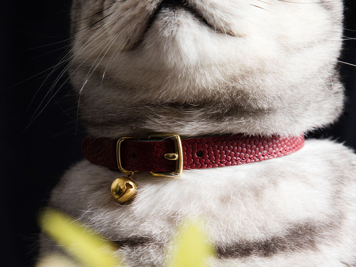 CAT COLLAR CAVIAR