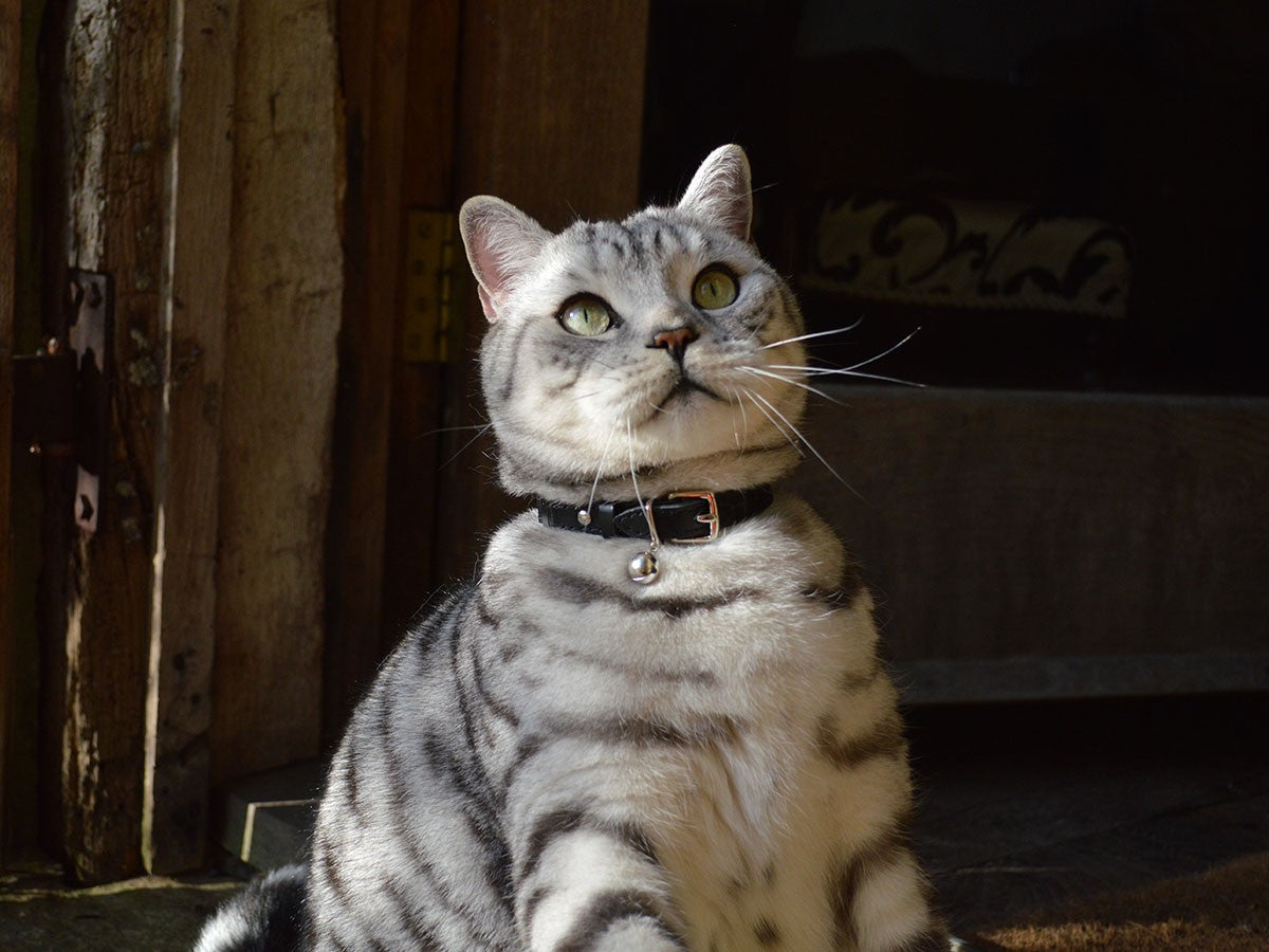 CAT COLLAR WONDERLAND