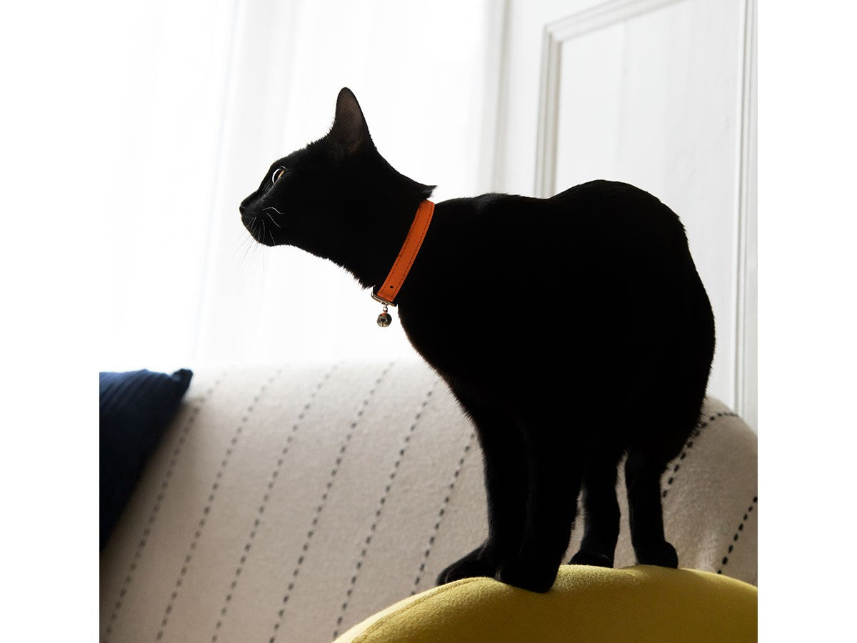 CAT COLLAR LUMINO LUX