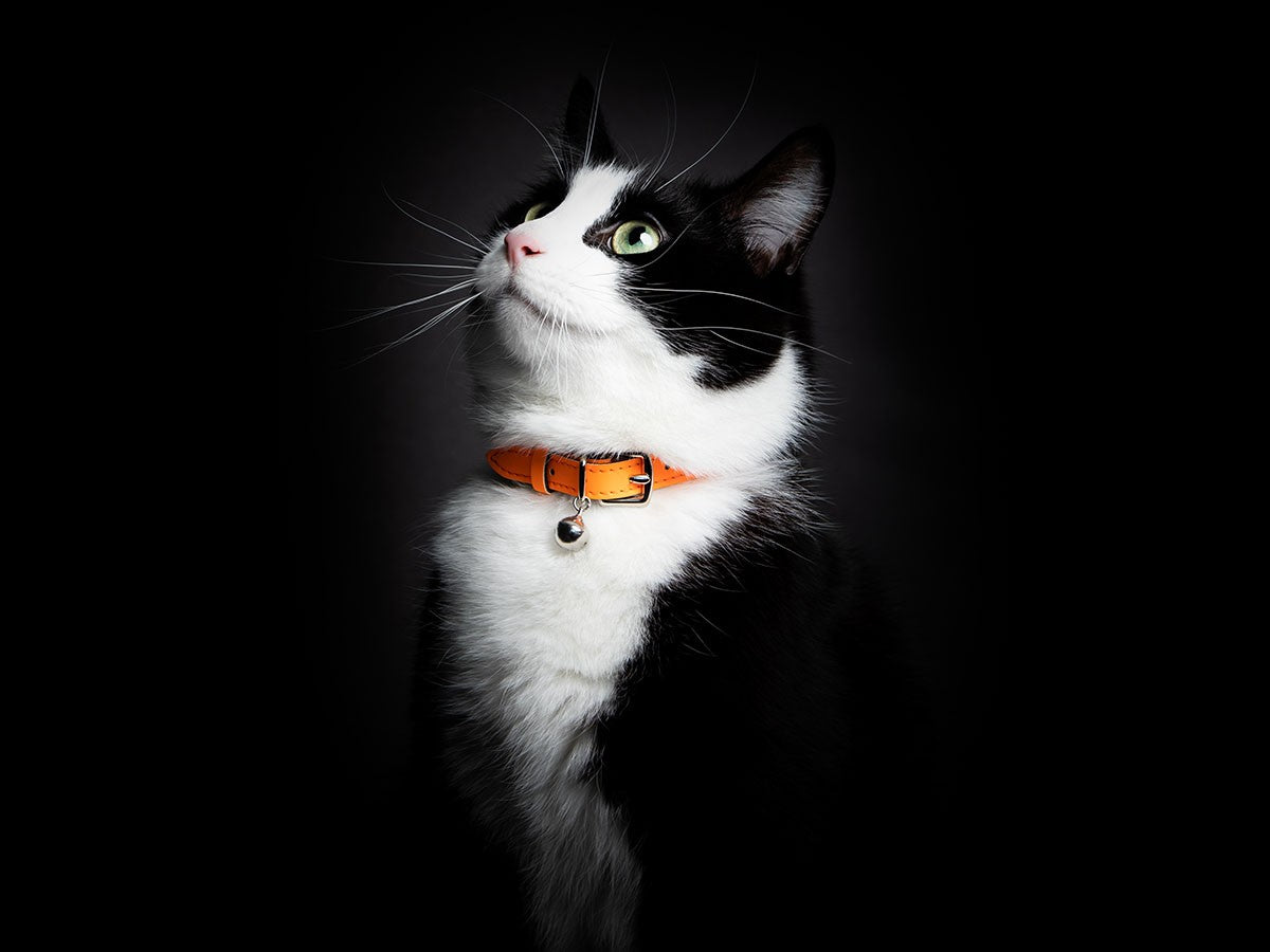 CAT COLLAR LUMINO LUX