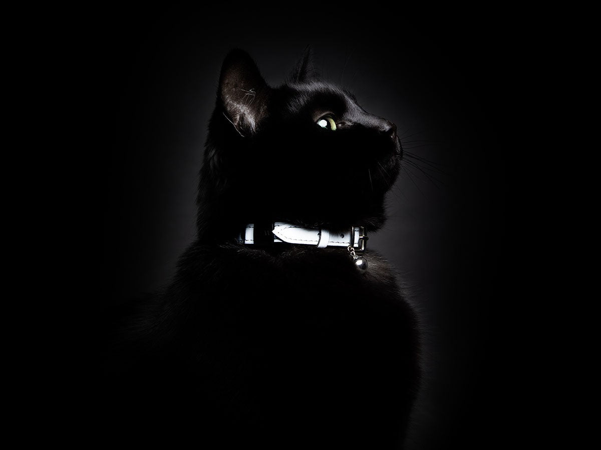 CAT COLLAR LUMINO LUX