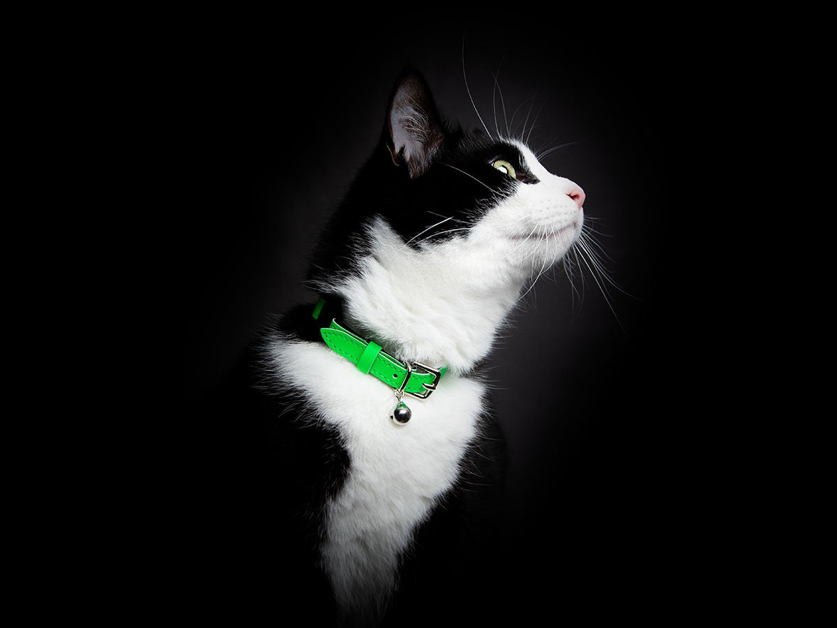 CAT COLLAR LUMINO LUX_4