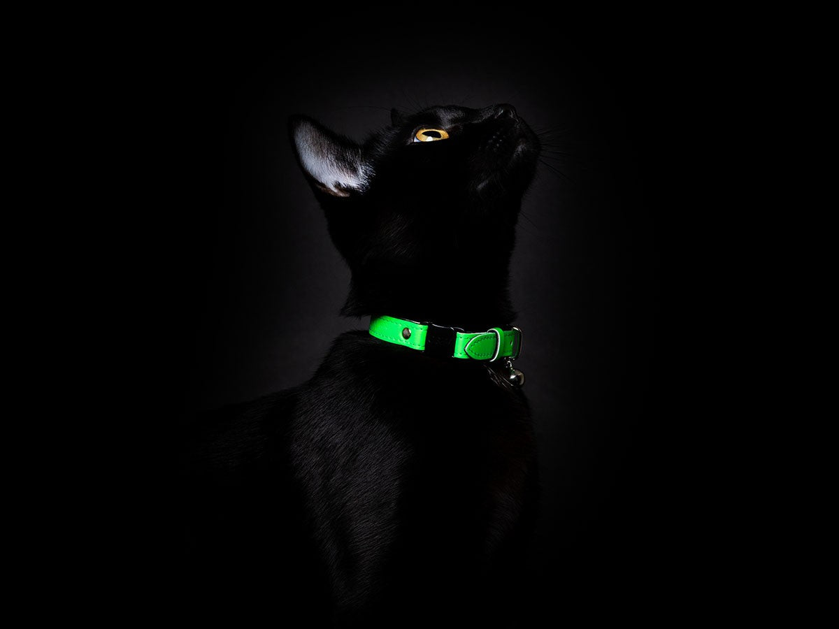 CAT COLLAR LUMINO LUX_5