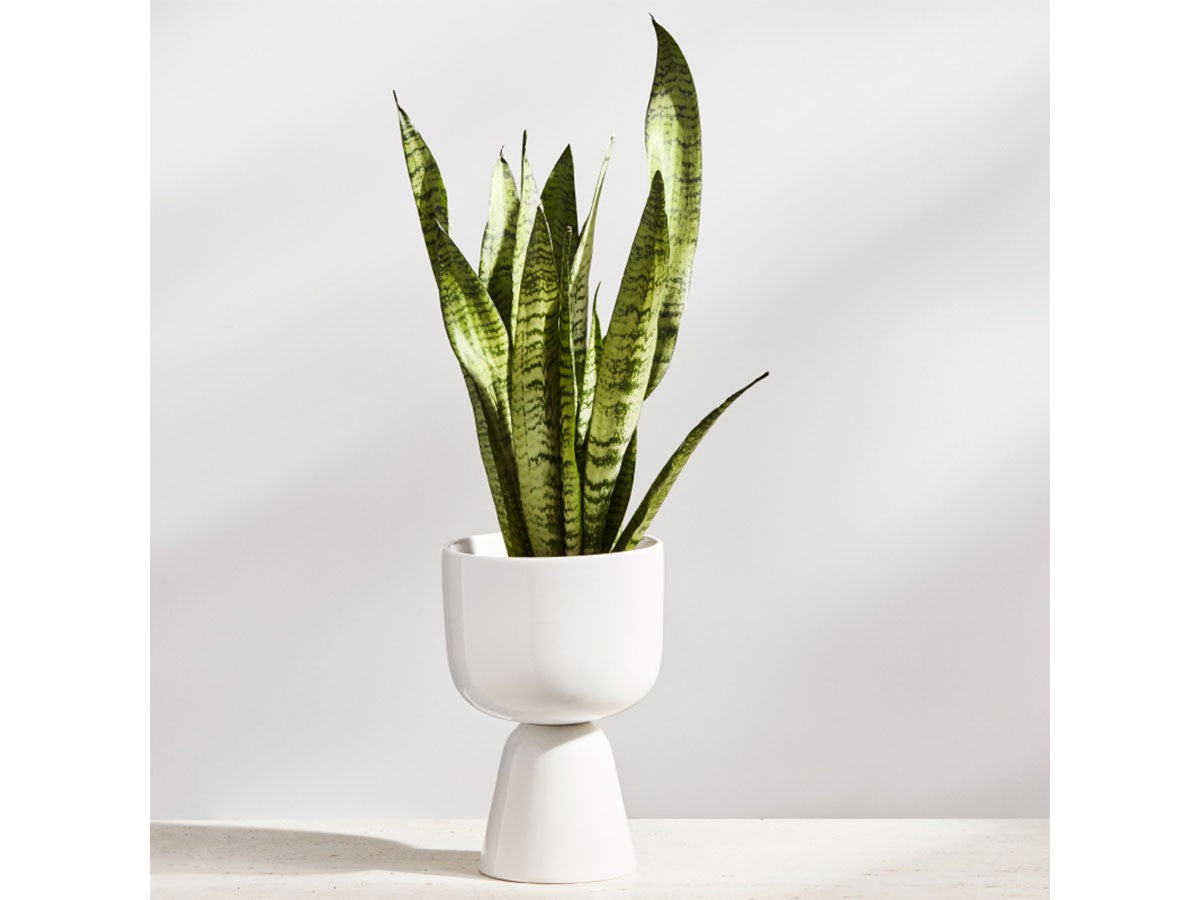 NAPPULA PLANT POT_2